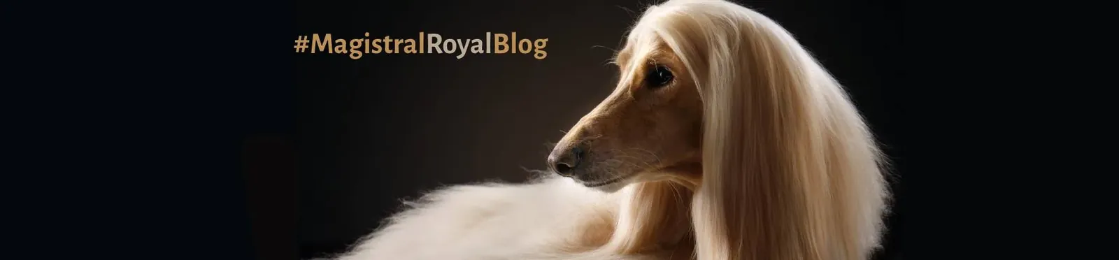 #MagistralRoyalBlog