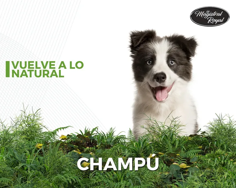 Champú