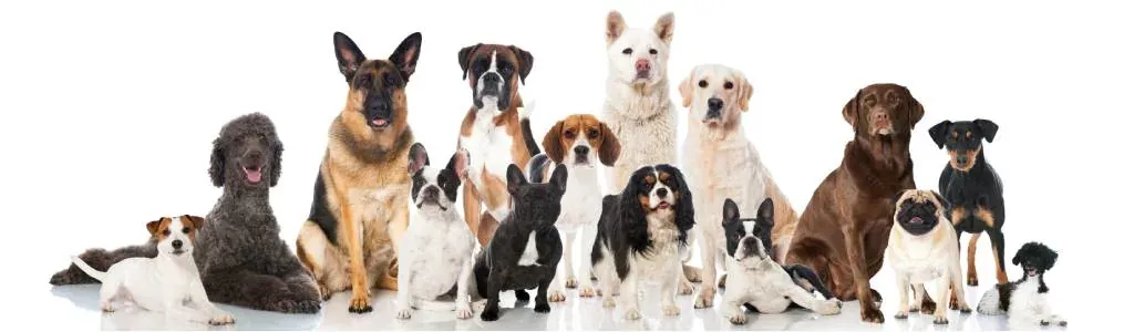 Perros de distintas razas