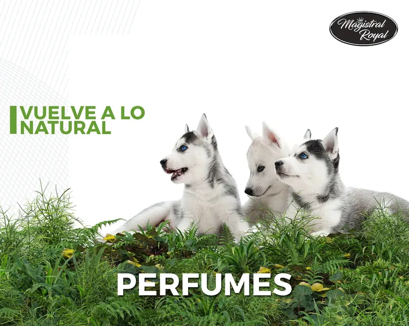Perfumes